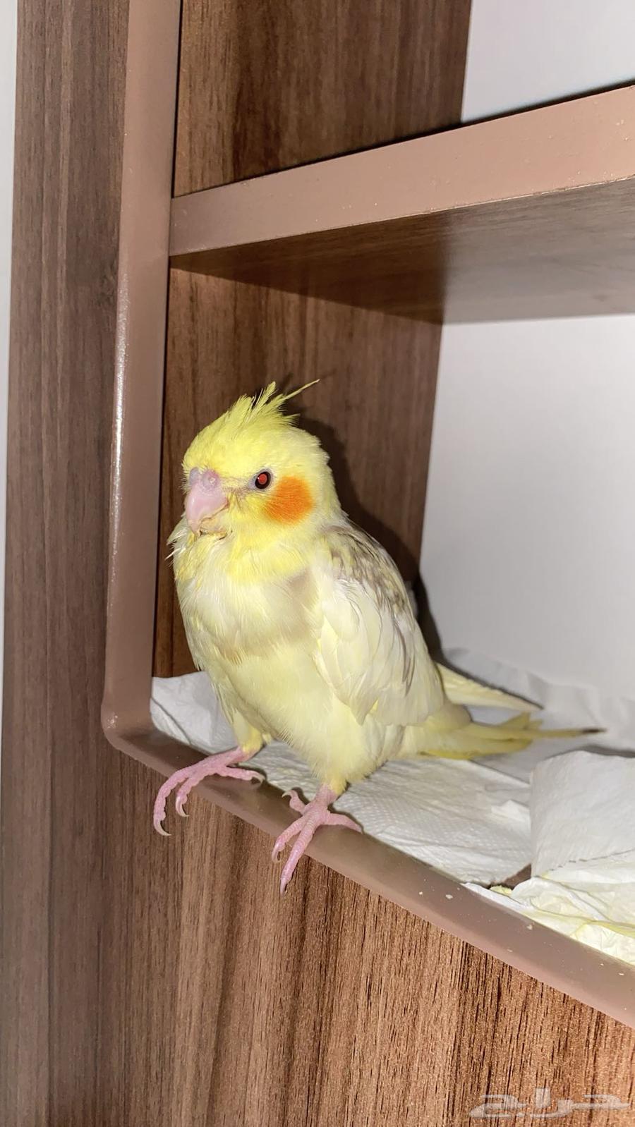 Crowan bird internal and external threat64413140067331112