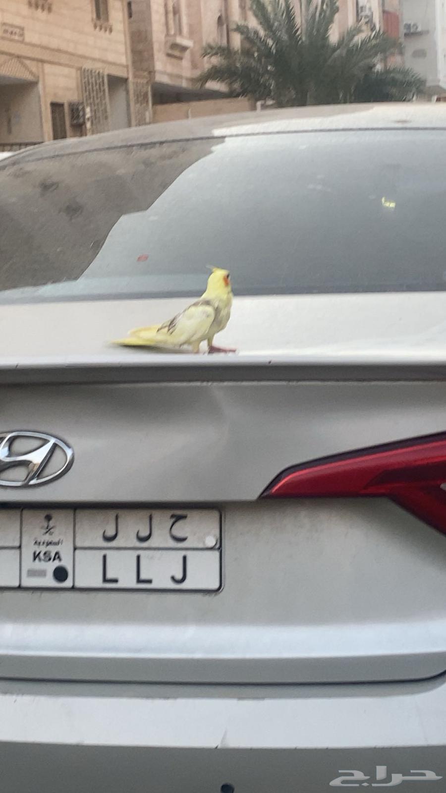 Crowan bird internal and external threat64413140067331110