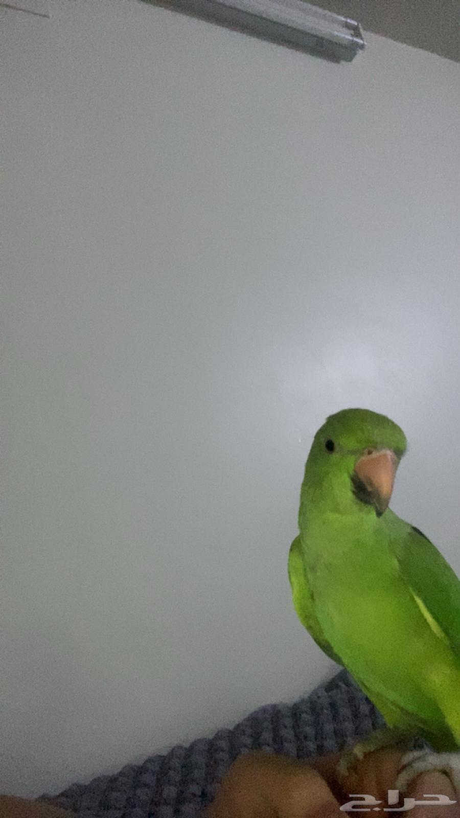 Bird64416307655683110