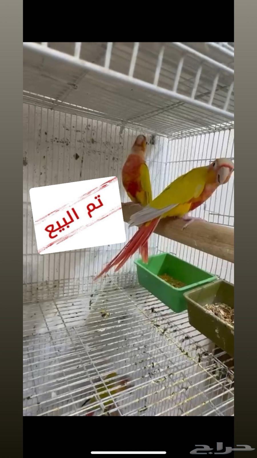 تم البيع زوج كنيور منتج صن شيك ريد فاكتور64401744705922110