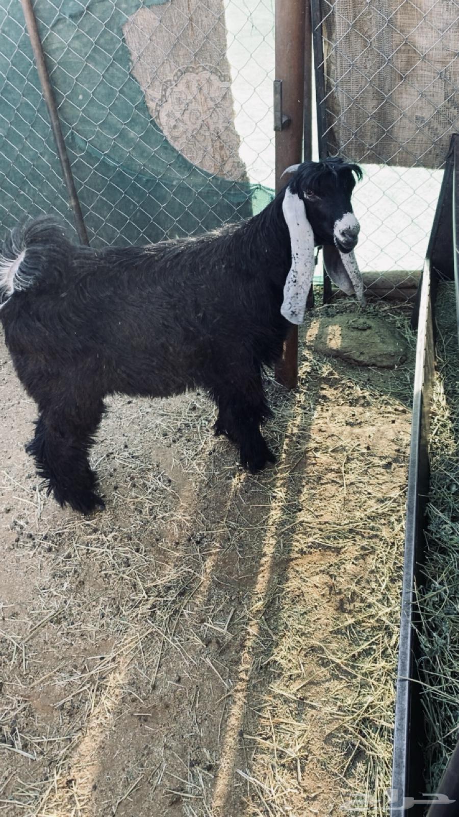 جفره عارضيه صنف64416636976642110