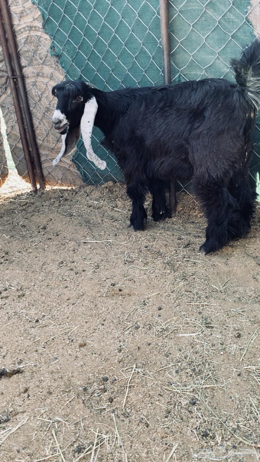 جفره عارضيه صنف64416636976642111