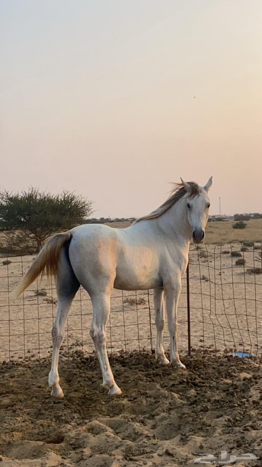 خيل شعبي للبيع العمر 4 السلامه شرط الخيل حار الموقع بيش64414329044737113