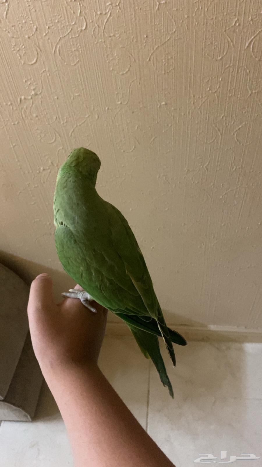 Bird64416307655683111