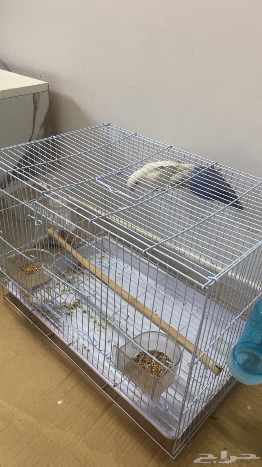 جوز طيور روز64417035226883110