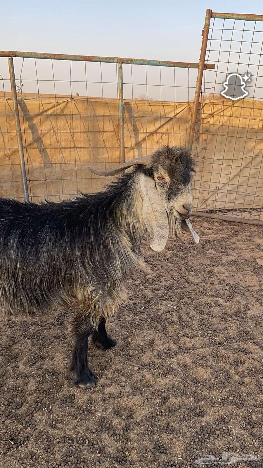 Stud goat64417931499650110