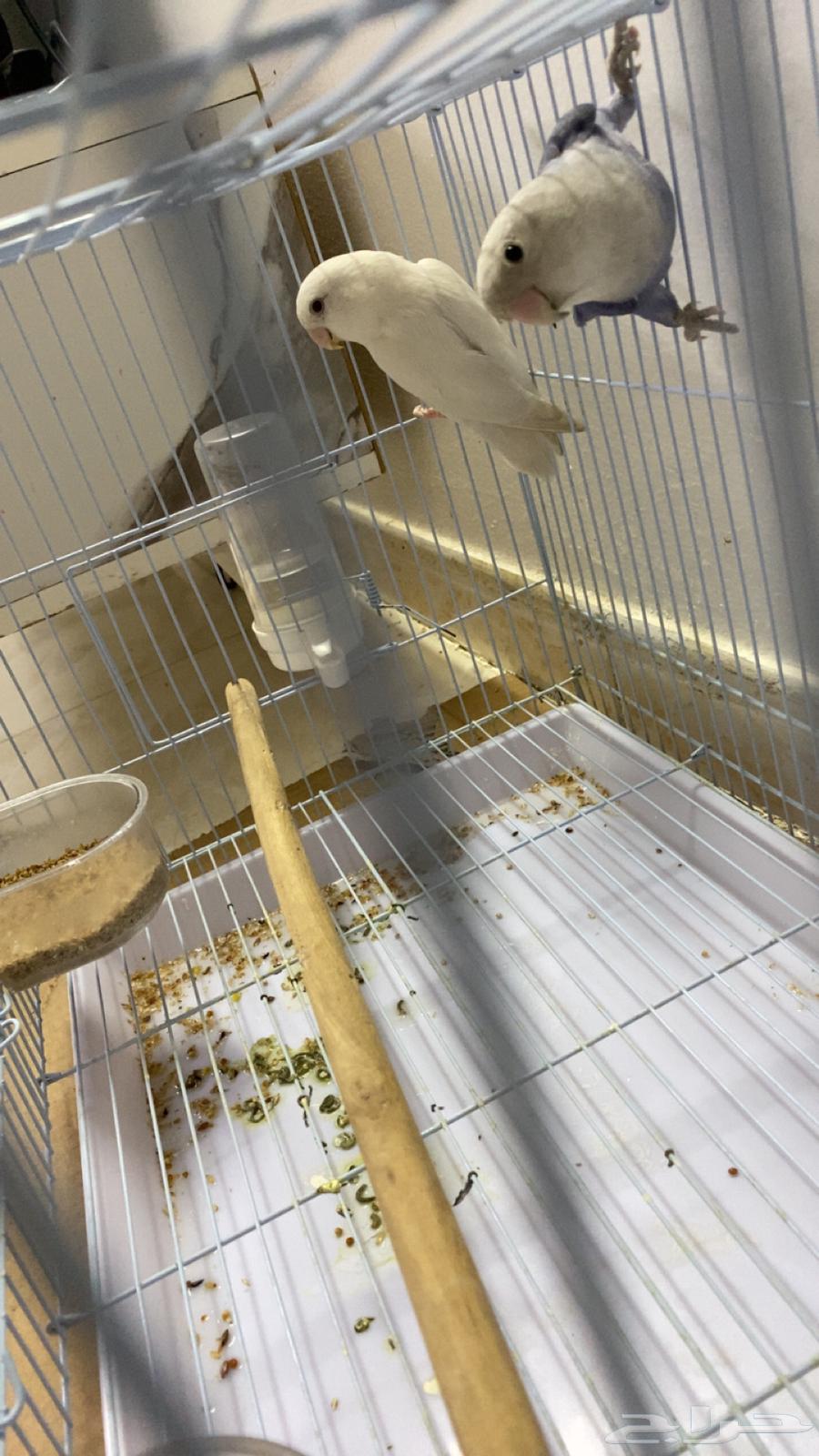 جوز طيور روز64417035226883112