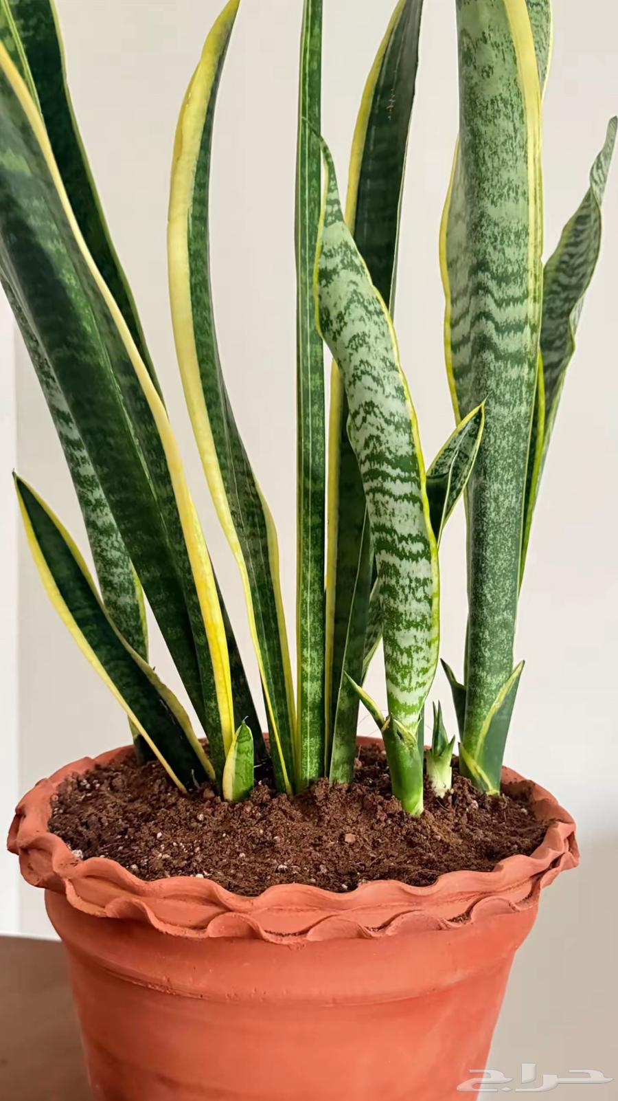 فيكس بانده - صبار (جلد النمر)64417821661826111