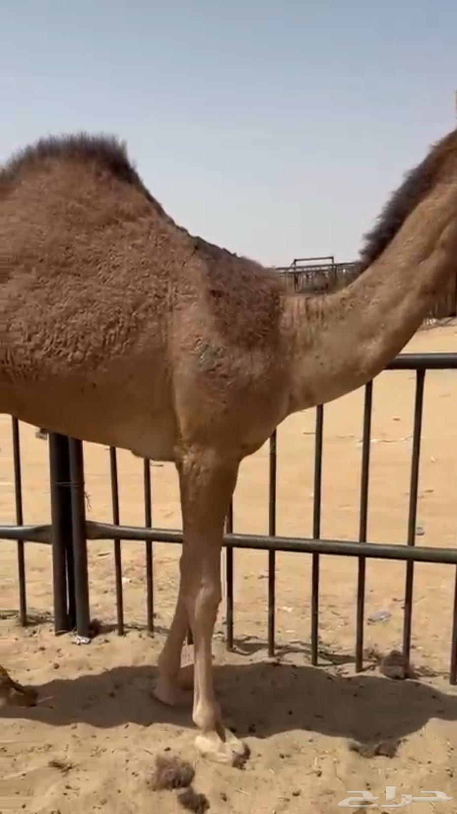 قعود للبيع كفو فل الفل التواصل اتصال64414197483650111