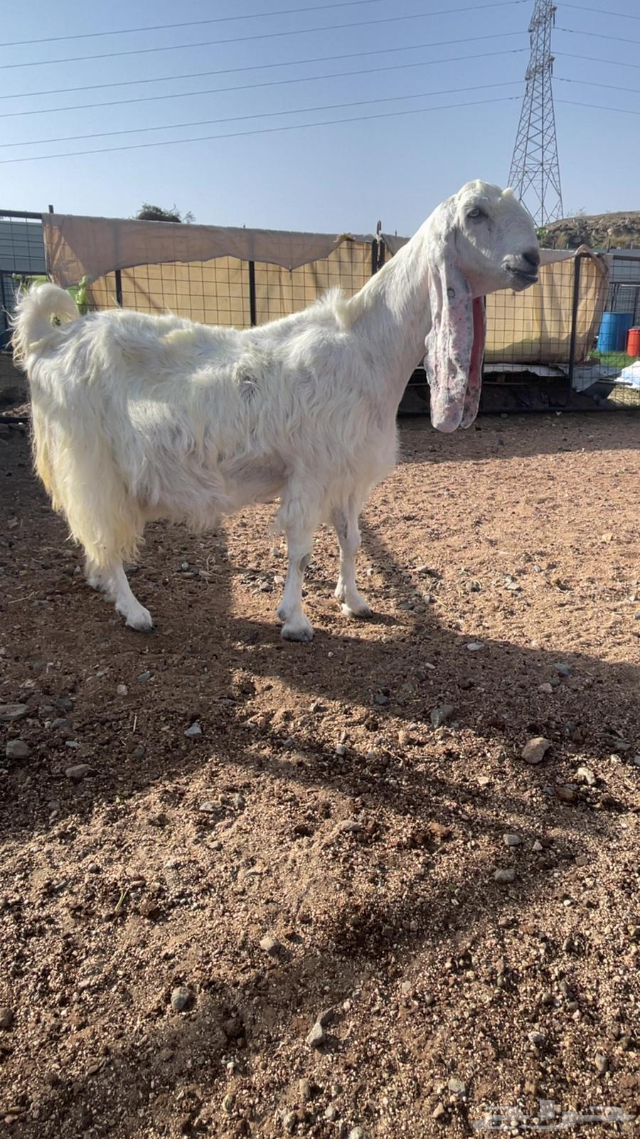 عنز مشروكه64416014576771110