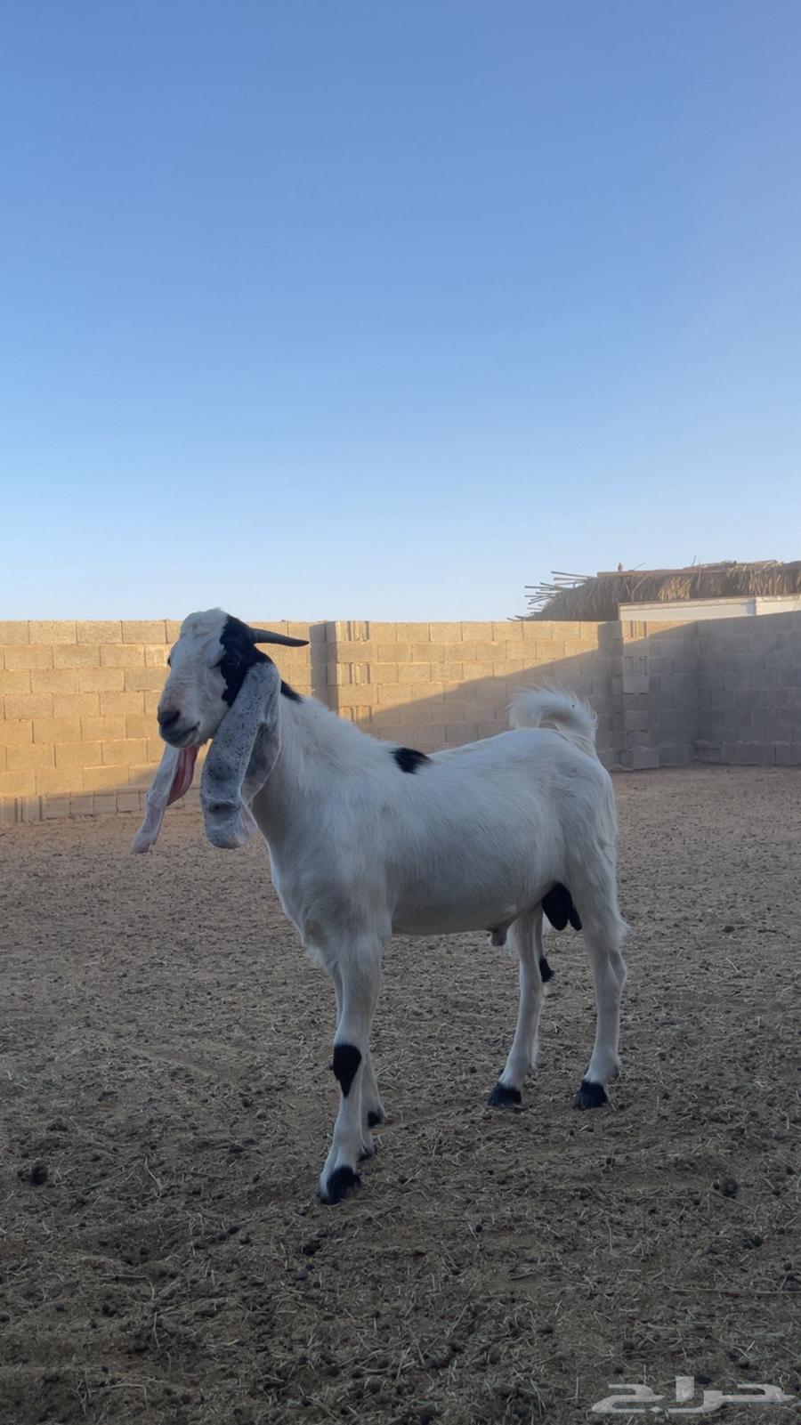 ذبايح تيوس مغلقه للبيع64418594259203110