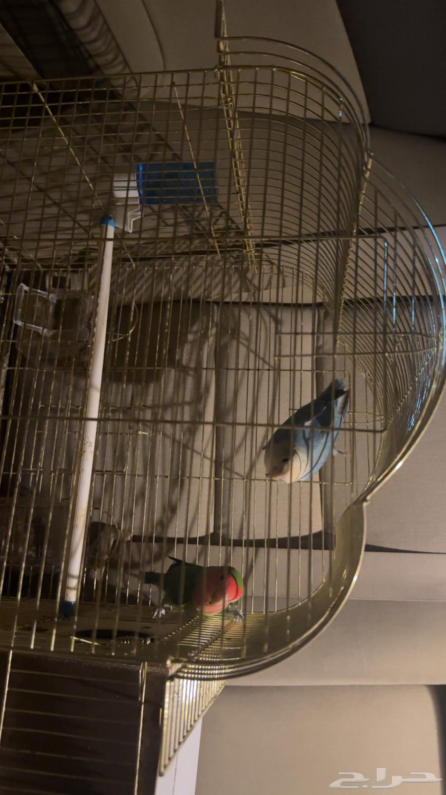 Jawz Day with all its belongings64417522022529114