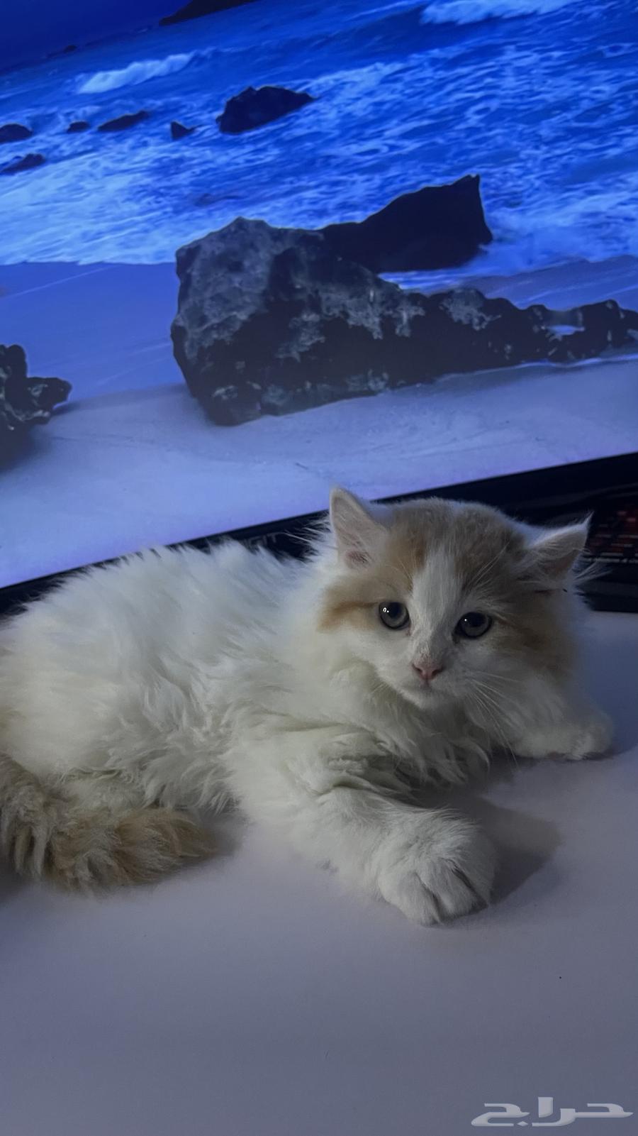 قط للبيع64416254443650111