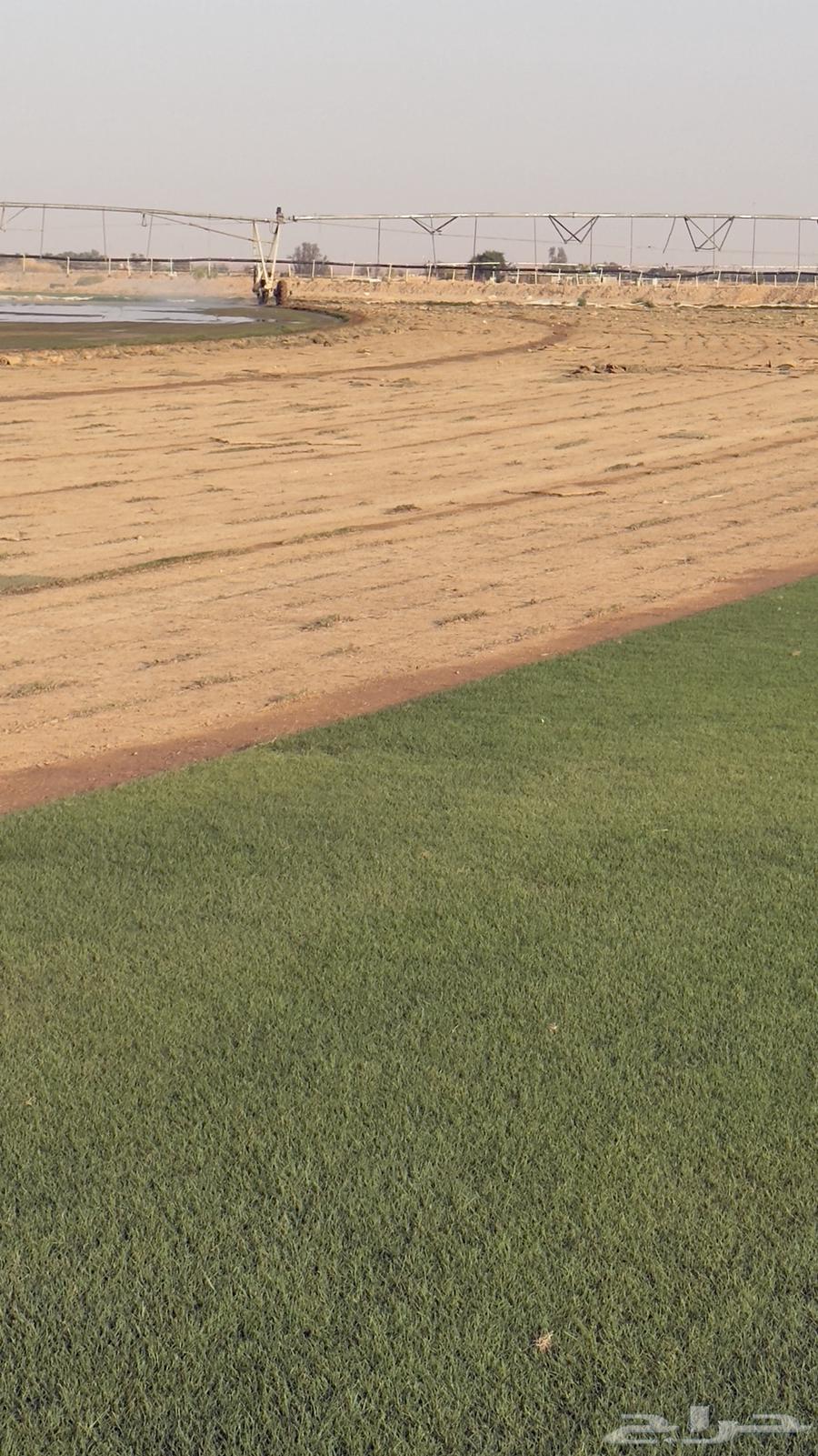 ثيل سي 2000 طبيعي الخرج الدلم64418403926915114