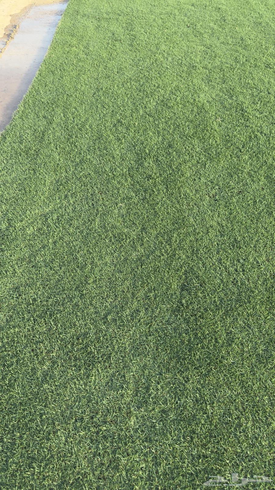 ثيل سي 2000 طبيعي الخرج الدلم64418403926915110