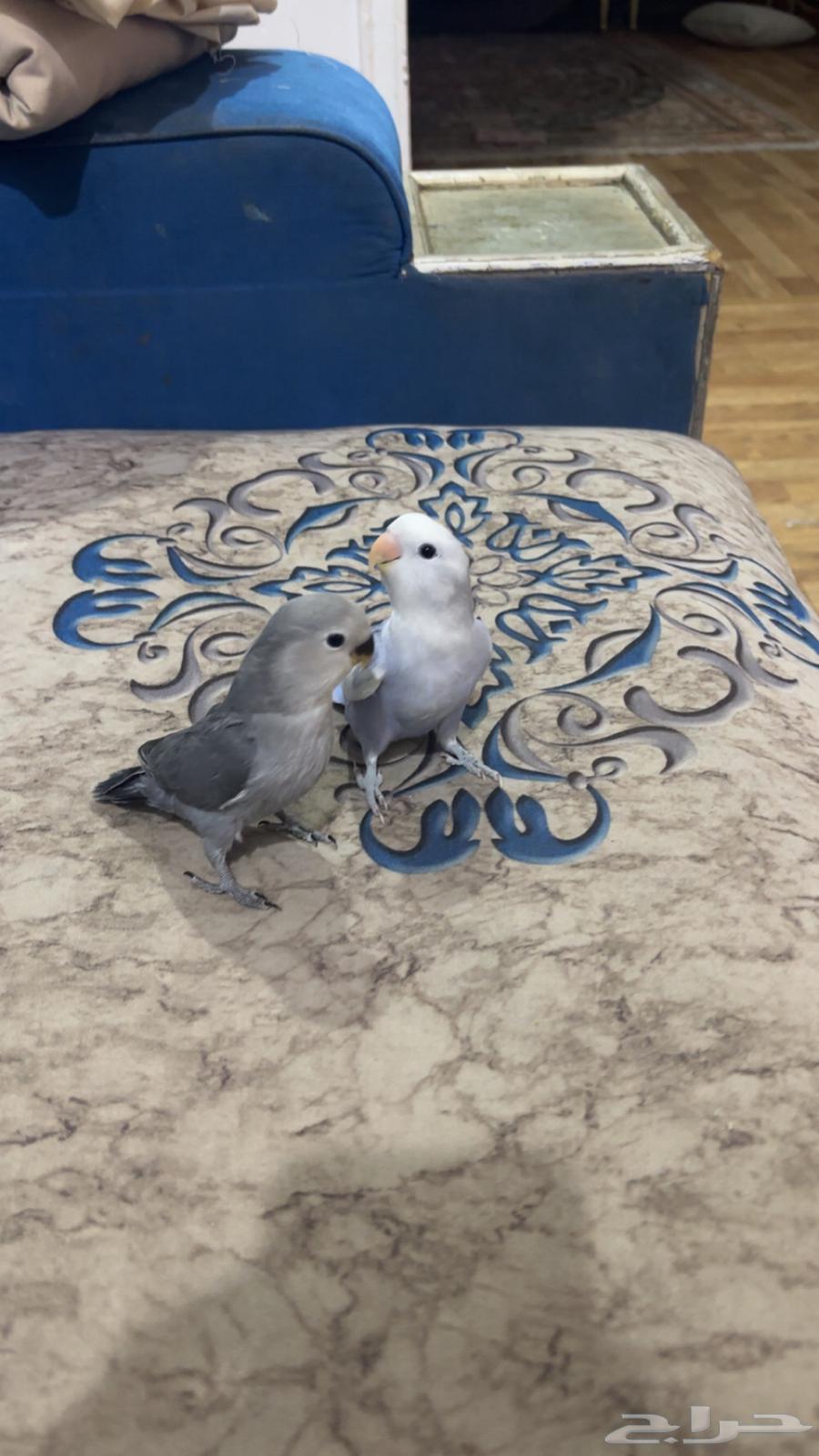 روز أليف64413098952322111