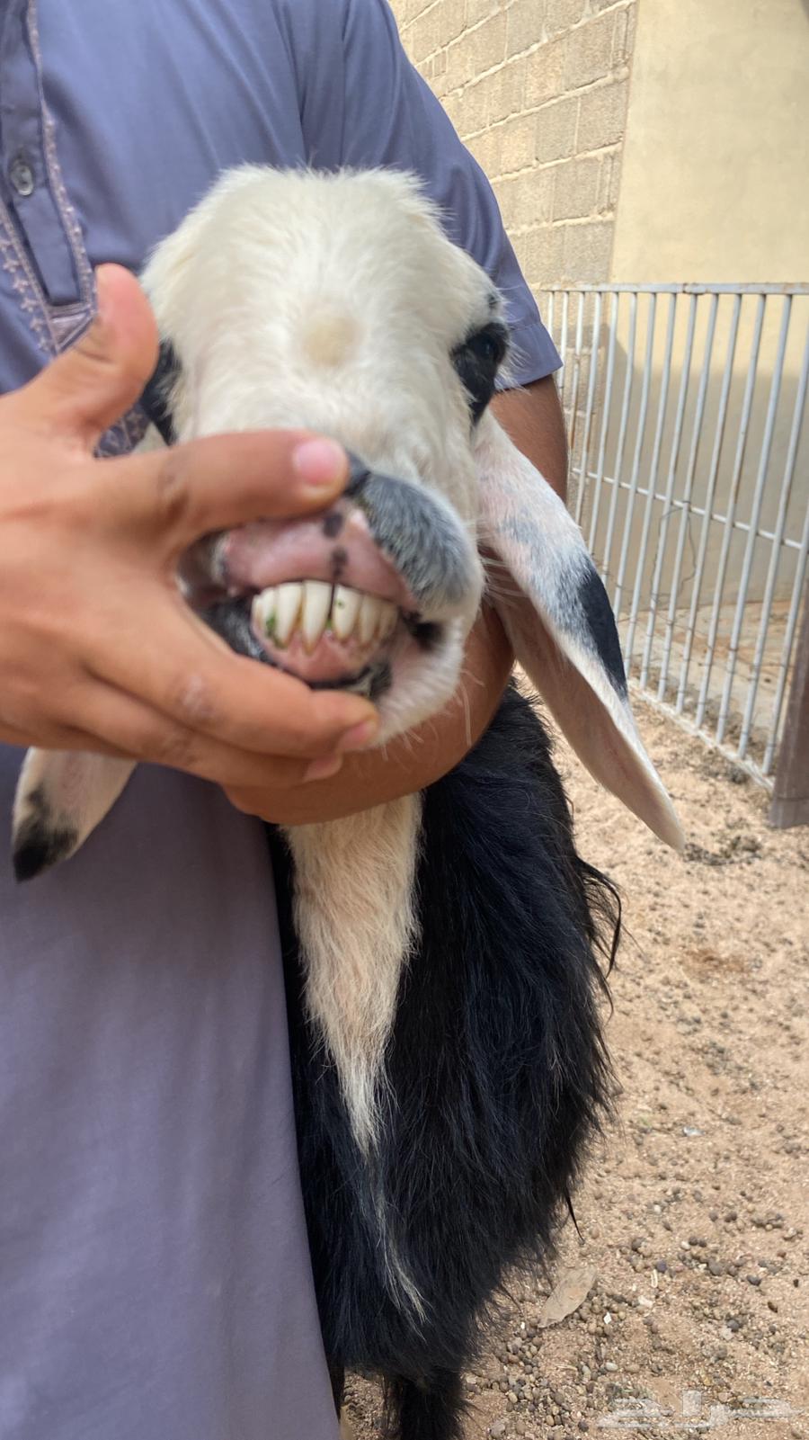 نجديه صنف دافع قريبه64417399977602111