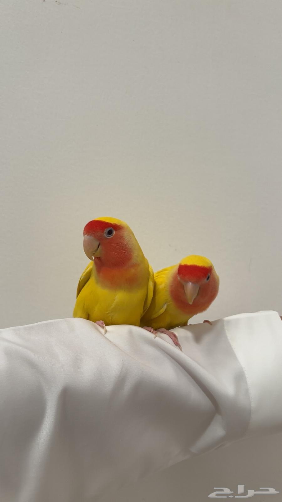 جوز روز64403011797507112