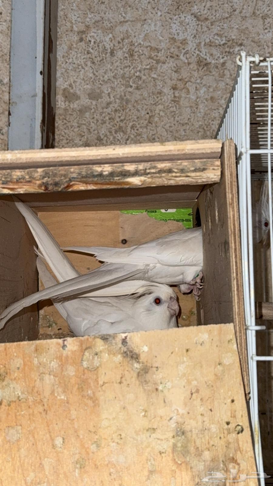 زوج كروان البينو ( تم البيع )64416067916163110