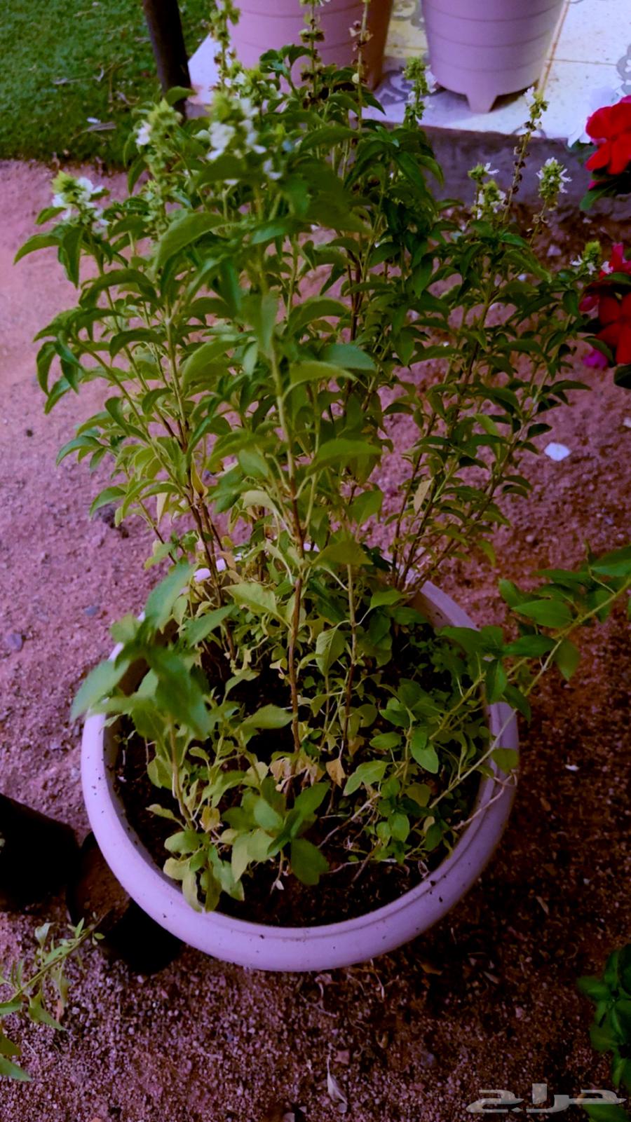 ريحان زينه ونعناع بحوض بلاستك جاهزه للبيع64417075491586113