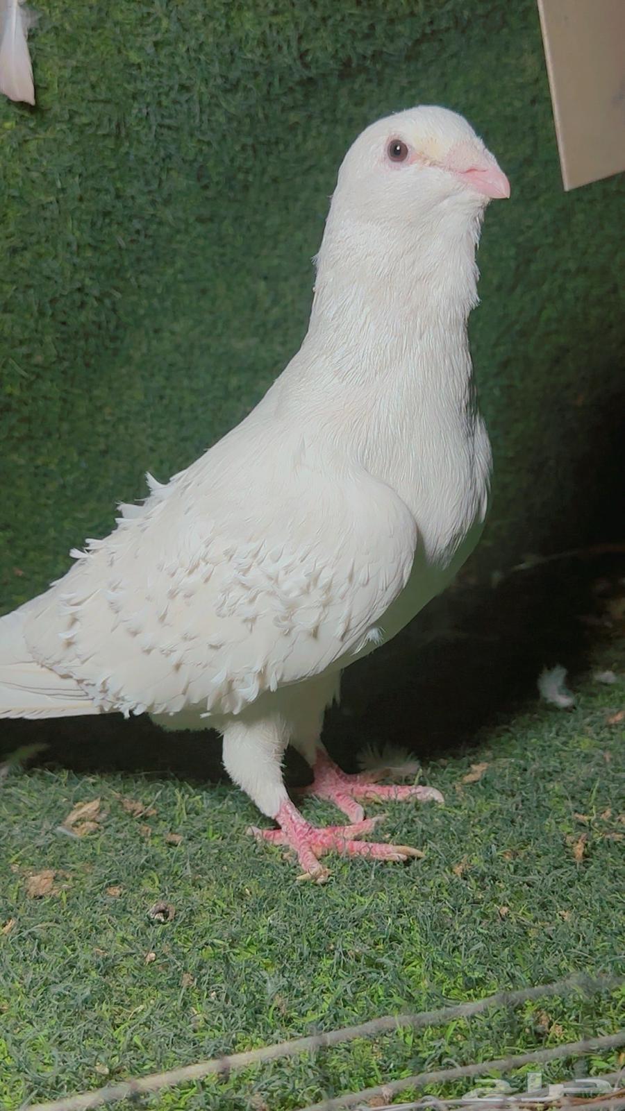 ذكر برش تب64416134630275110