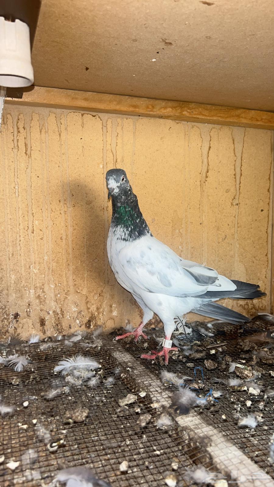 طبات حمام باكستاني للبيع64416623818625111