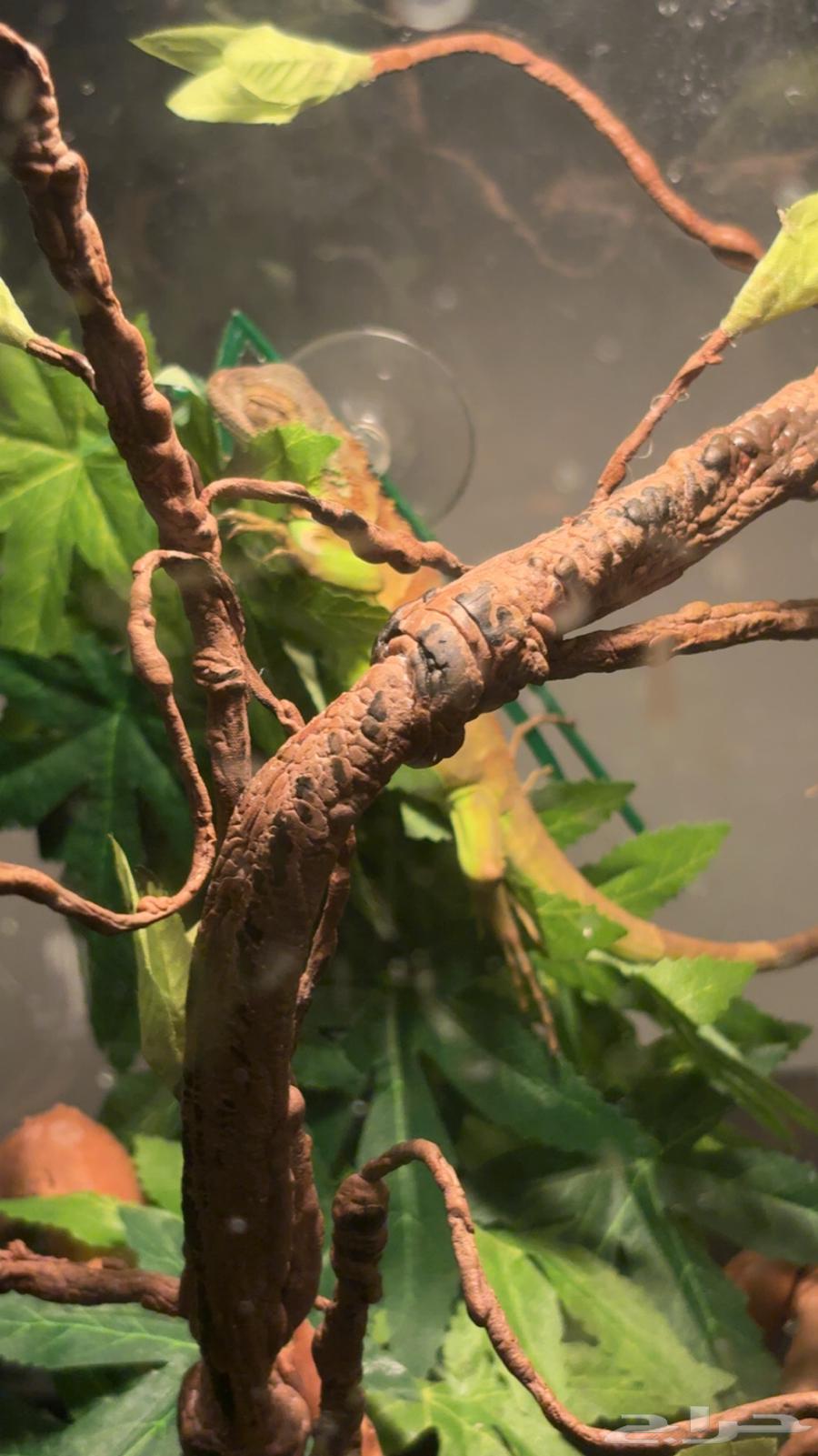 All types of iguanas64413613005313112