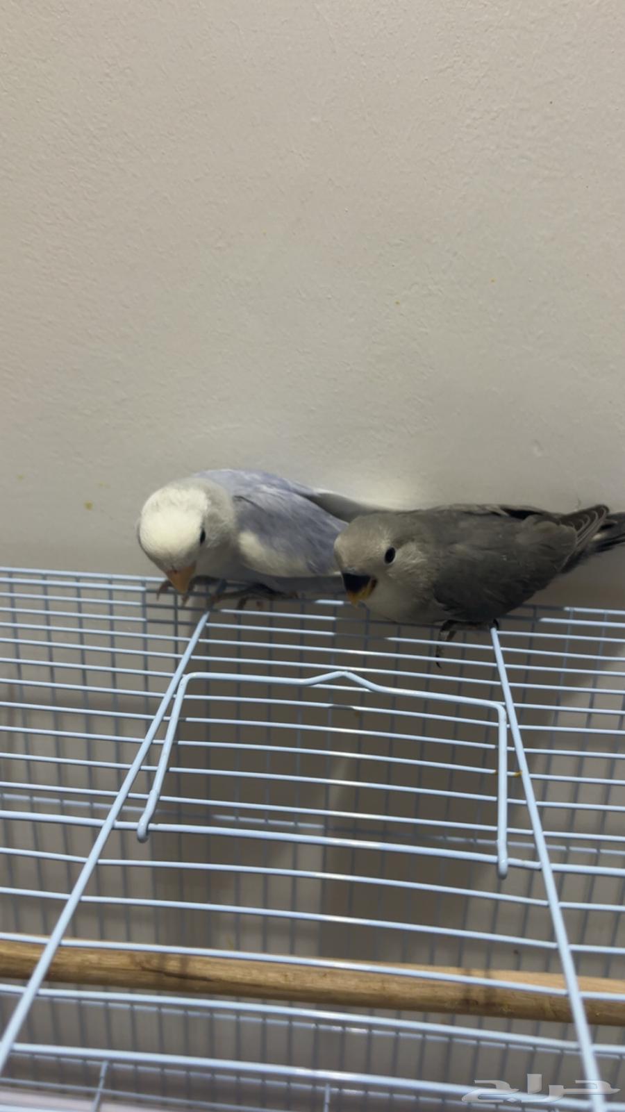 روز أليف64413098952322112