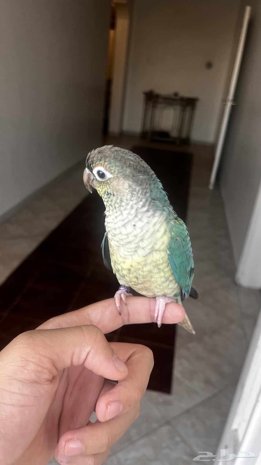 كنيور تركواز64416413603074111