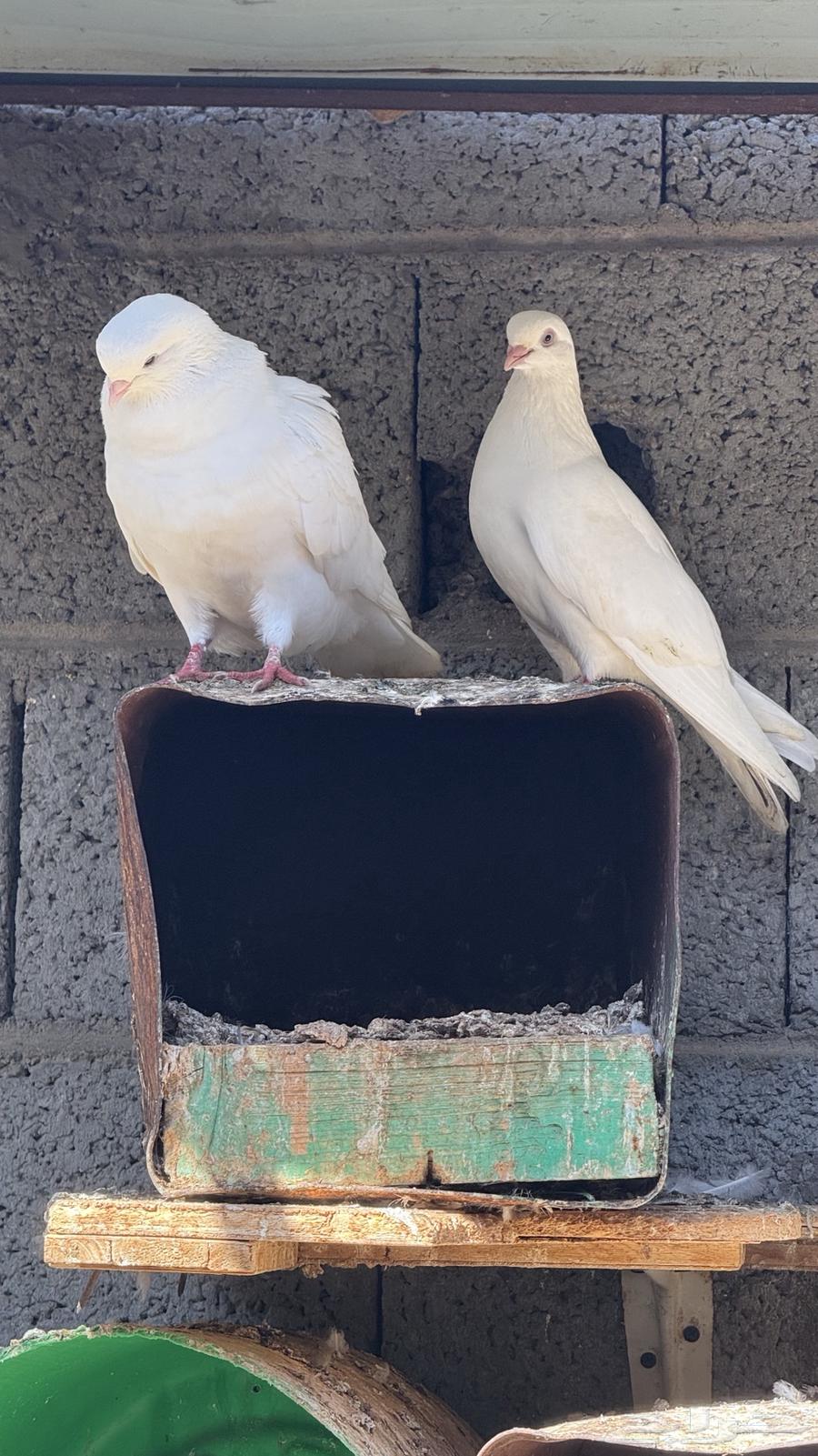 حمام قطايف64415357296258112