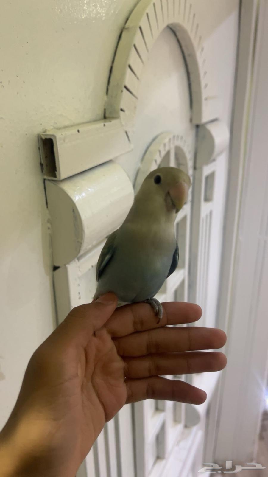 طيور روز للبيع64415746613763110