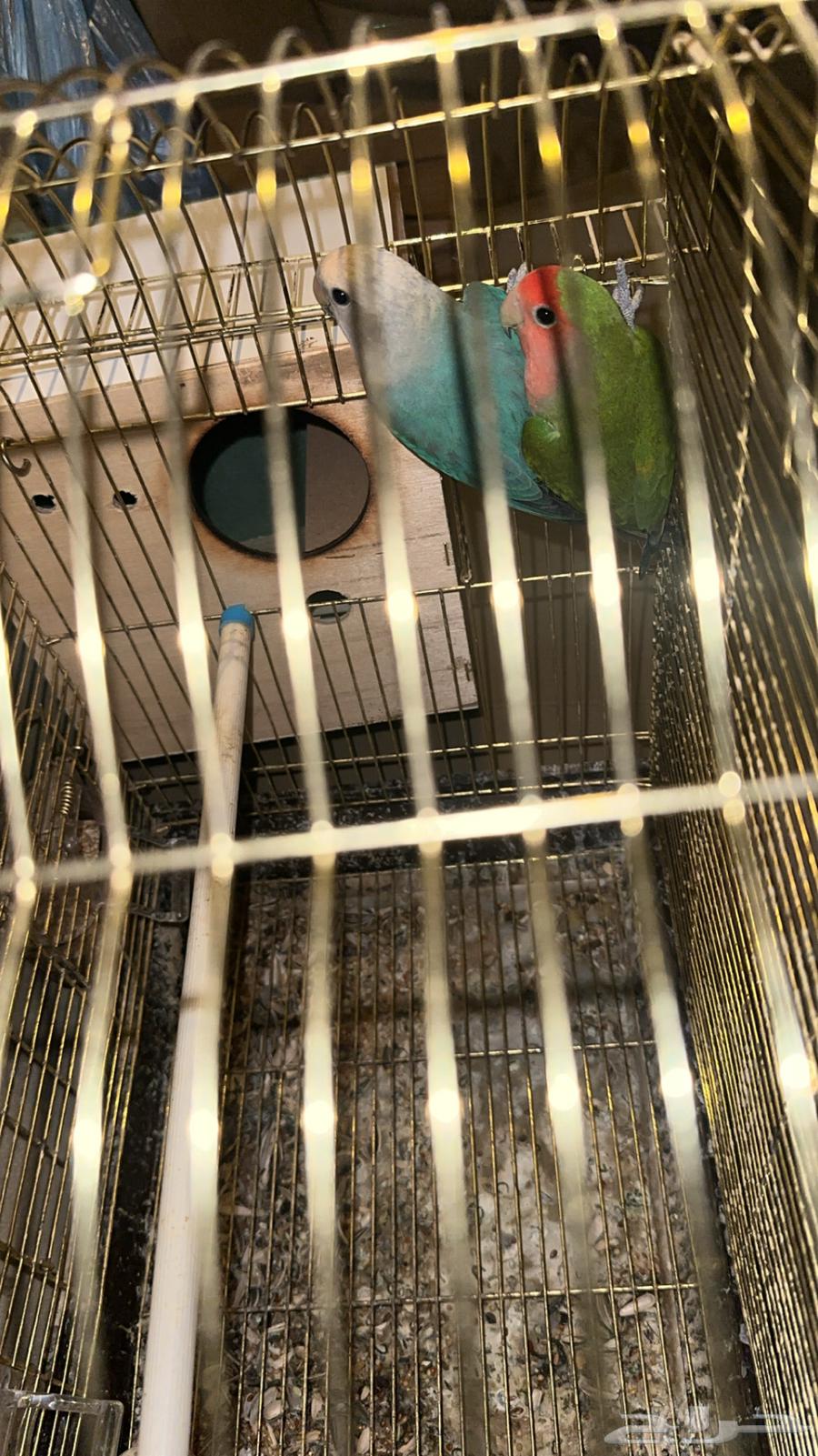 Jawz Day with all its belongings64417522022529111