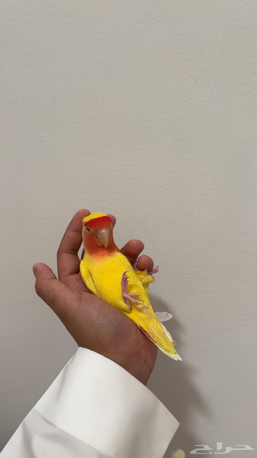 جوز روز64403011797507111