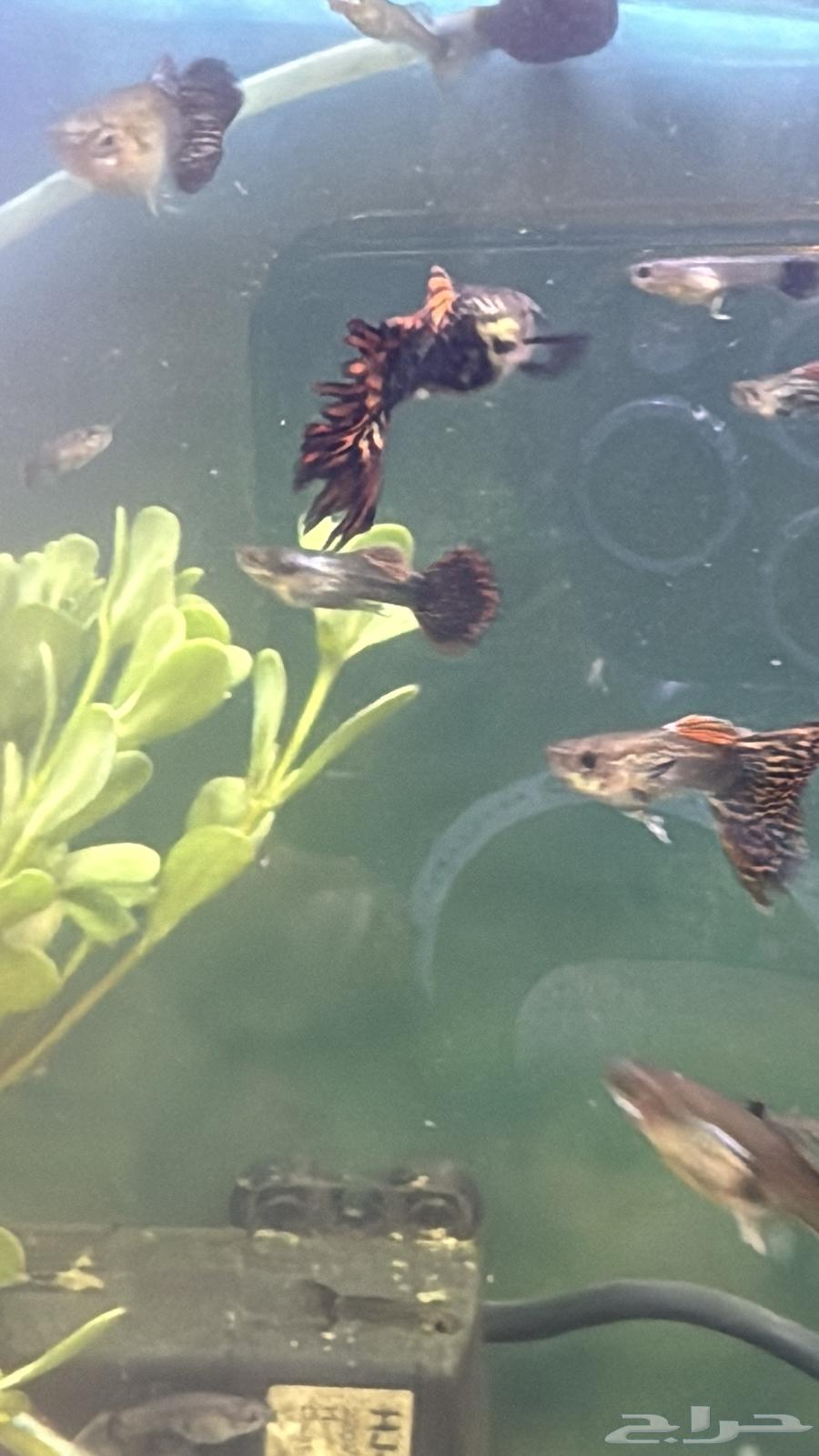 سمك زينة جوبي اذن الفيل وجلد الثعبان نوادر64415719702273111
