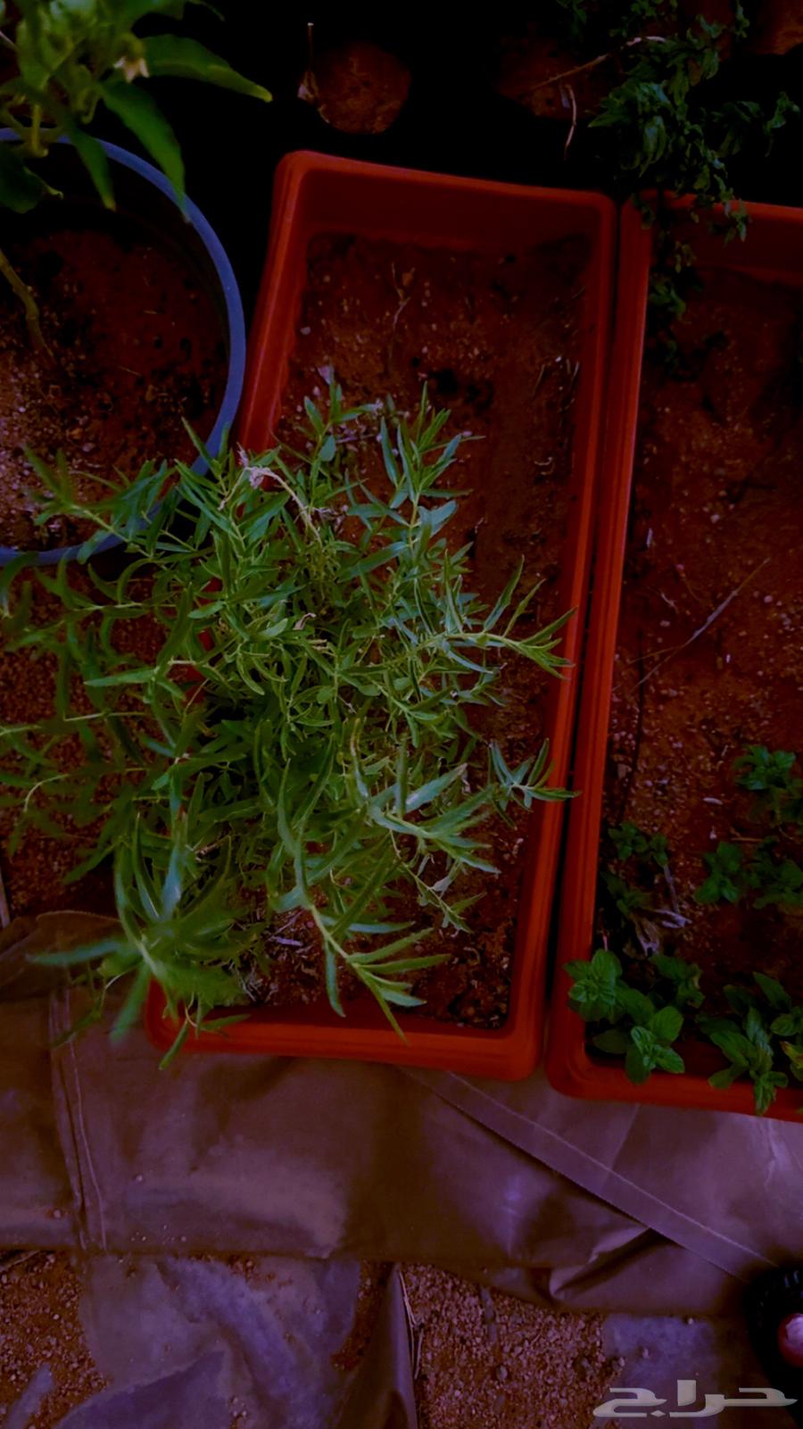 ريحان زينه ونعناع بحوض بلاستك جاهزه للبيع64417075491586114