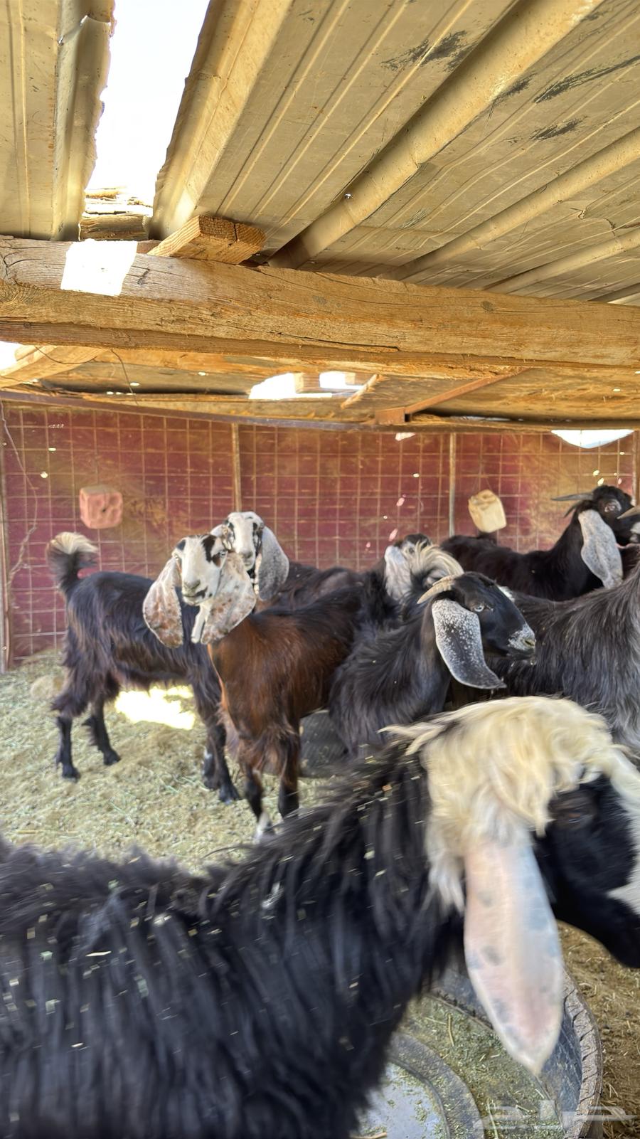 غنم للبيع. (تم البيع)64403346455682112