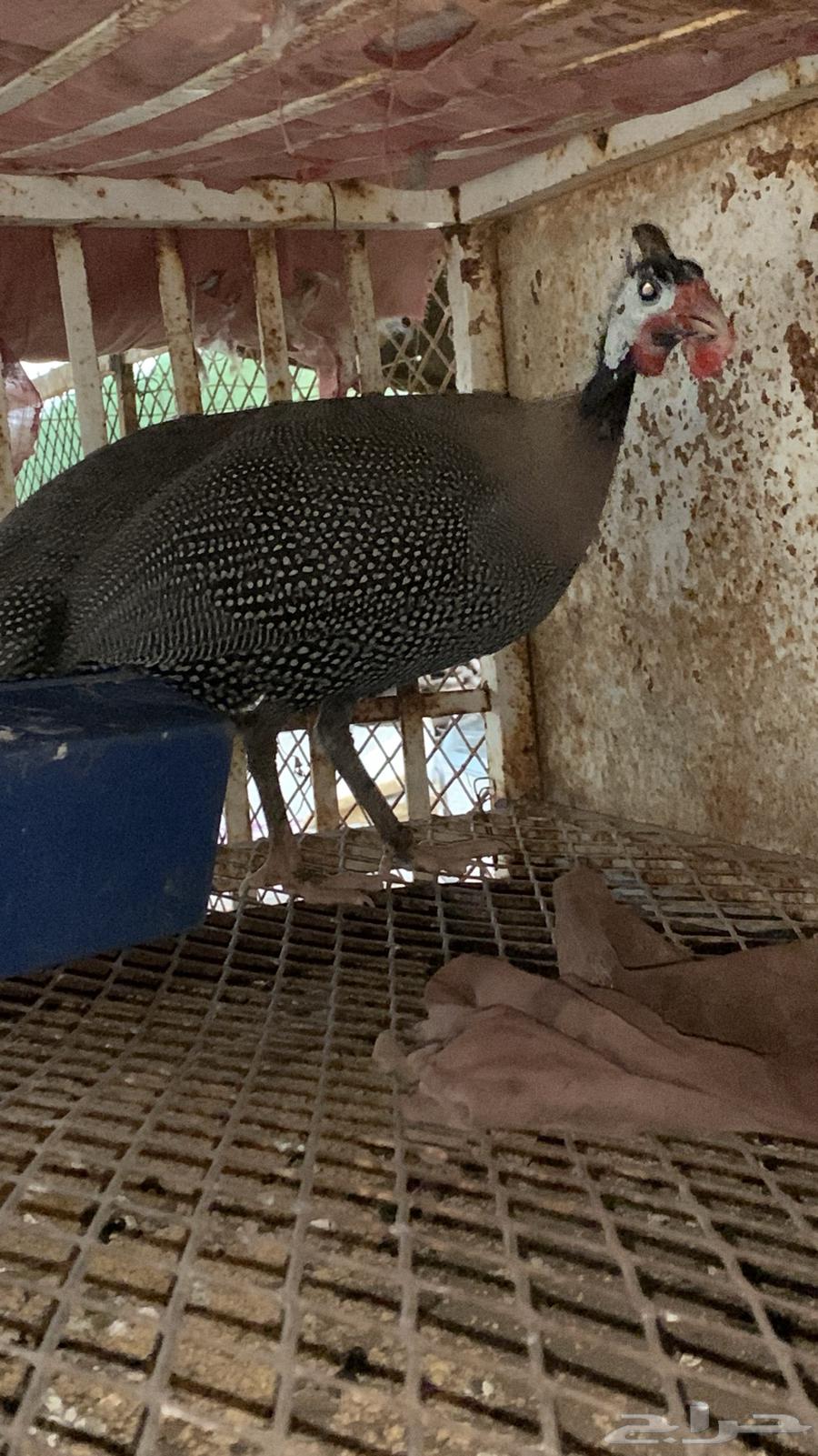 ديك حبشي للبيع64418661881345110