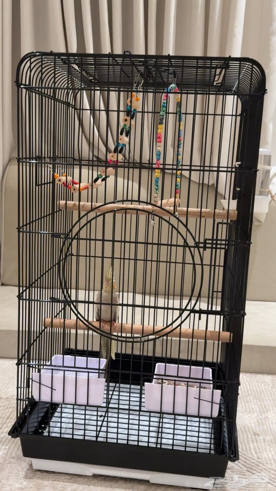 Crowan64415249041282112