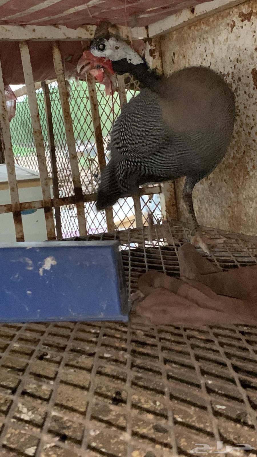 ديك حبشي للبيع64418661881345113