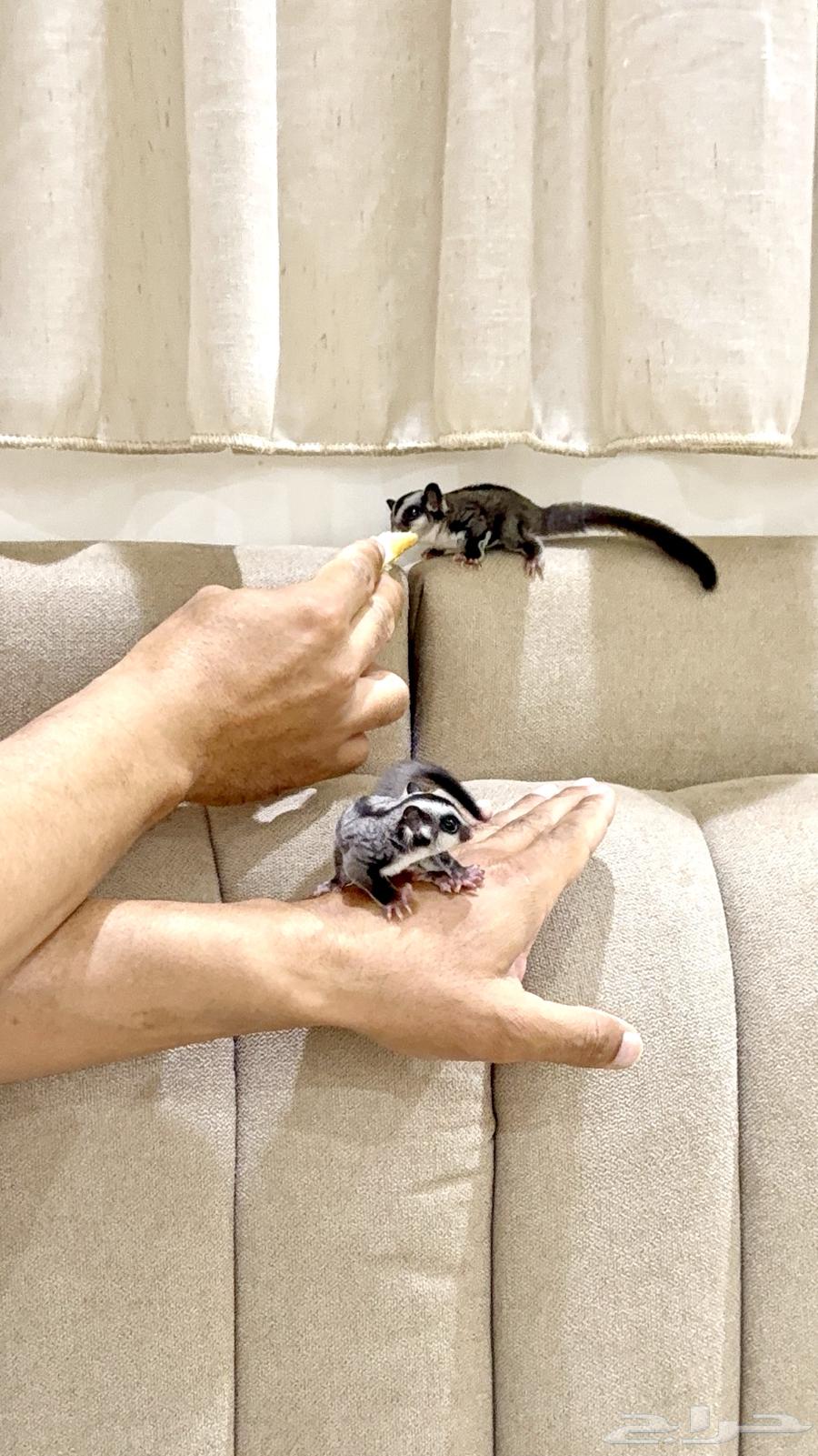 جوز سناجب سنجاب64416054719875111