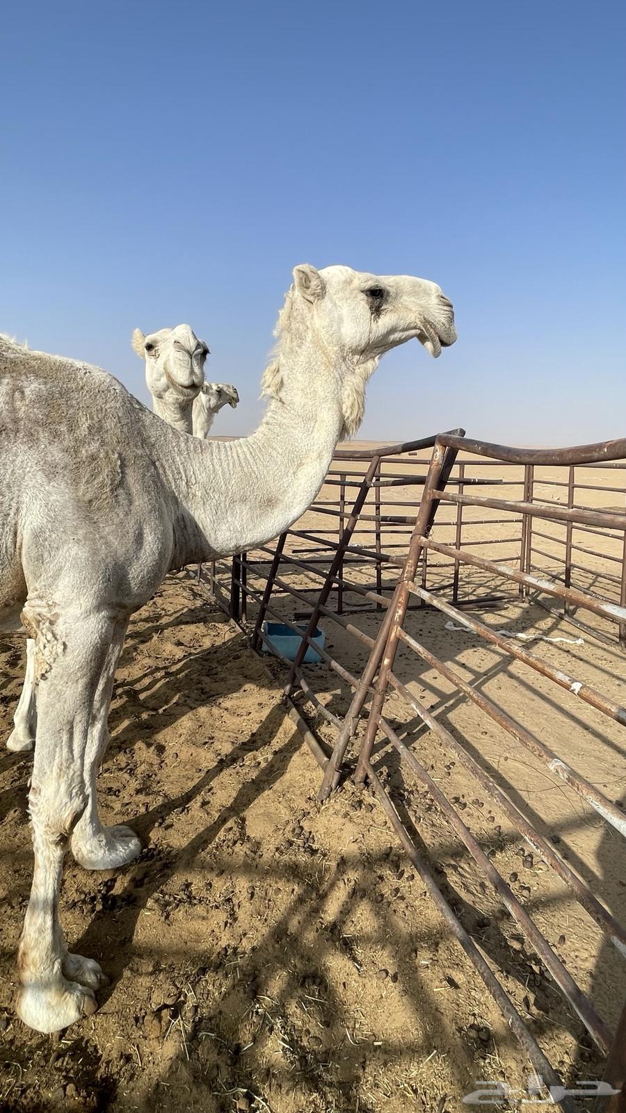 Tlad Kafu High Multiples64417481593089112