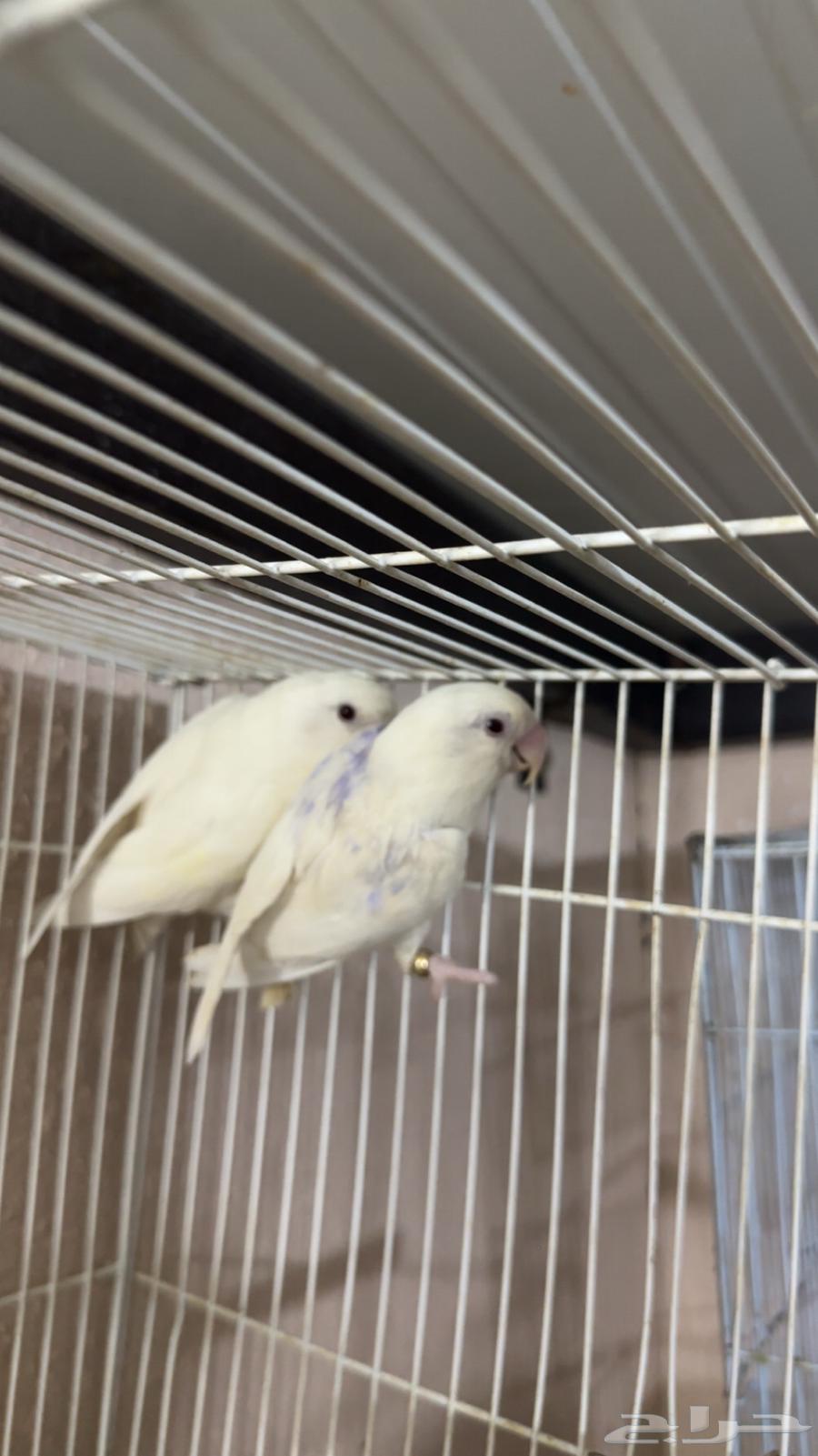 Pigeon (Pair) Rose Pino, productive lineage, 3-year-old rooster in Riyadh64417590234499110