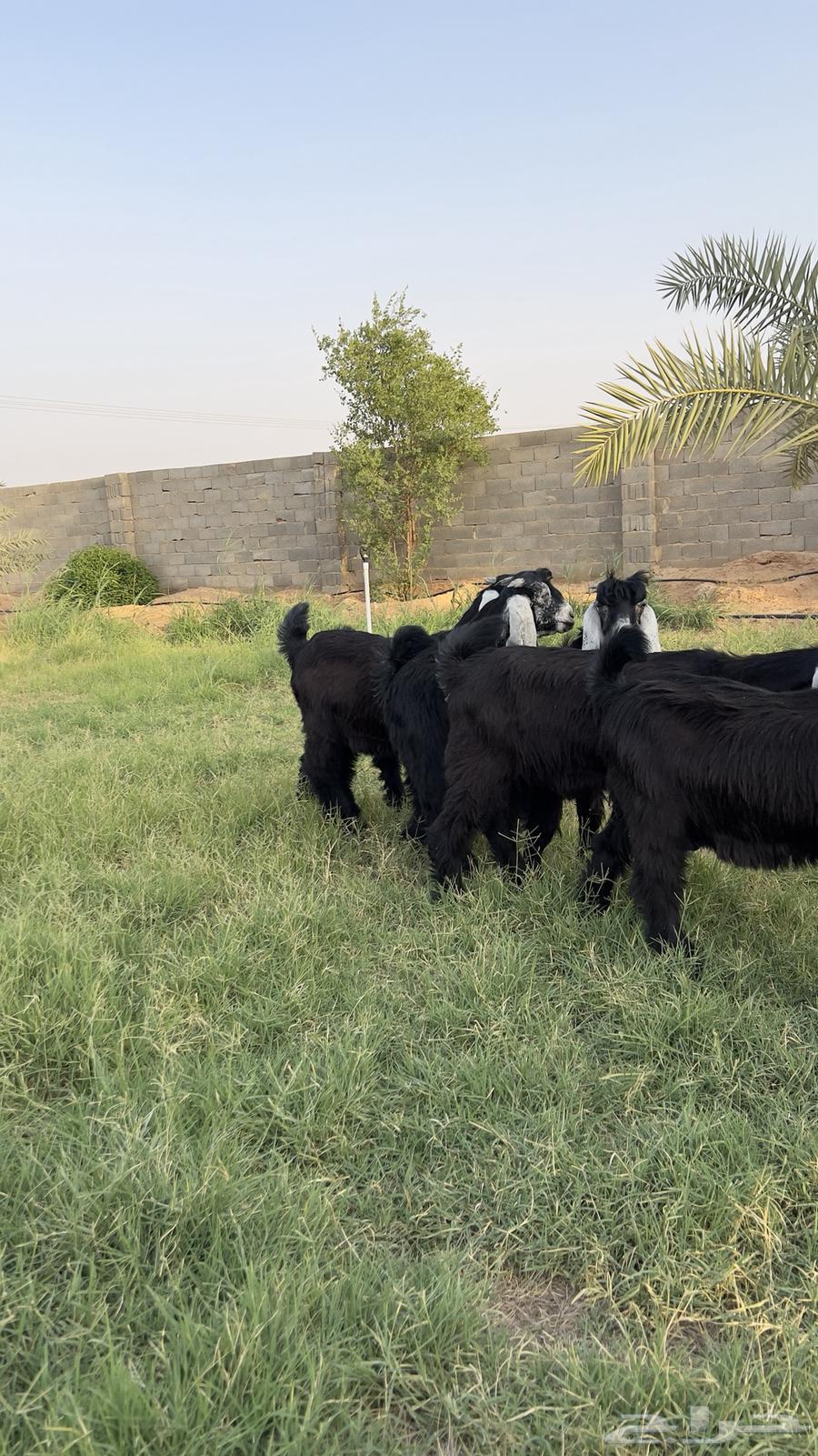 طليان تييوس بلدي نظيف طيبه شرط64418661965697110