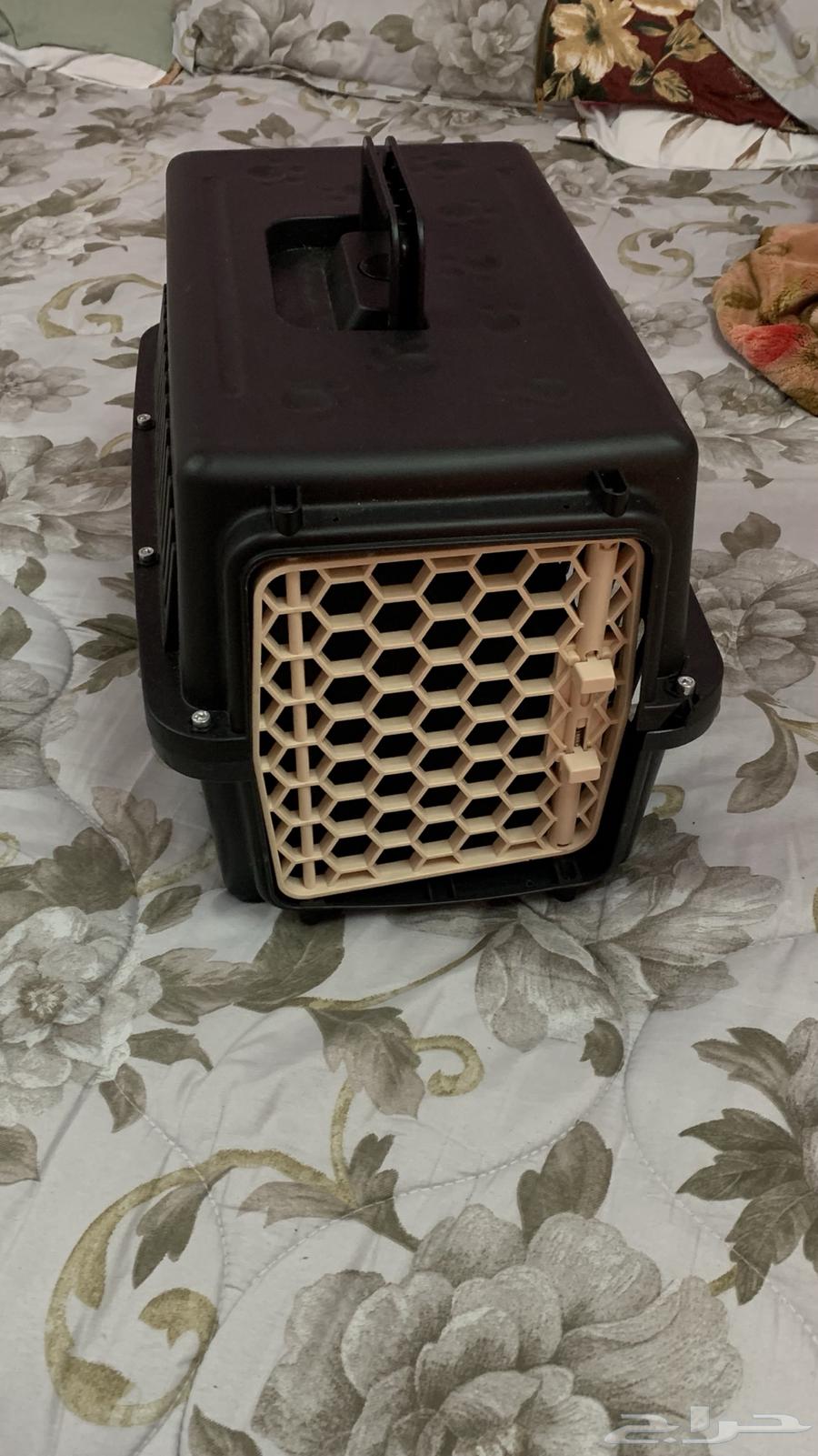 عفصور روز وصندوق قطة64413287416707111