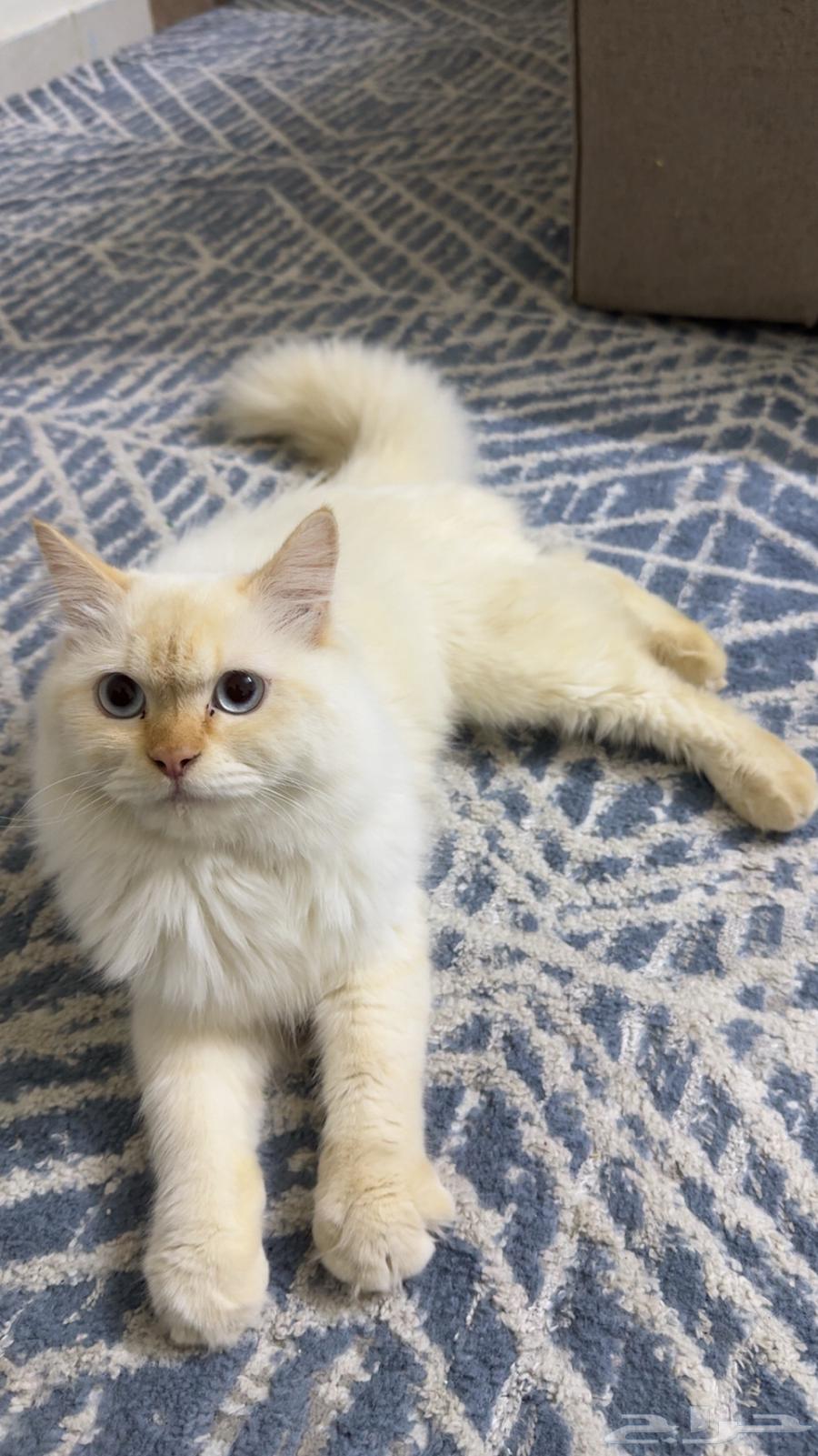 Enough64417238034178111