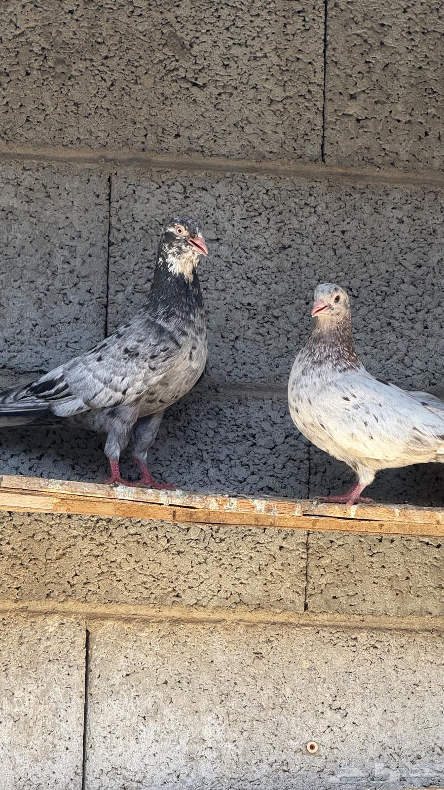 حمام قطايف64415357296258114