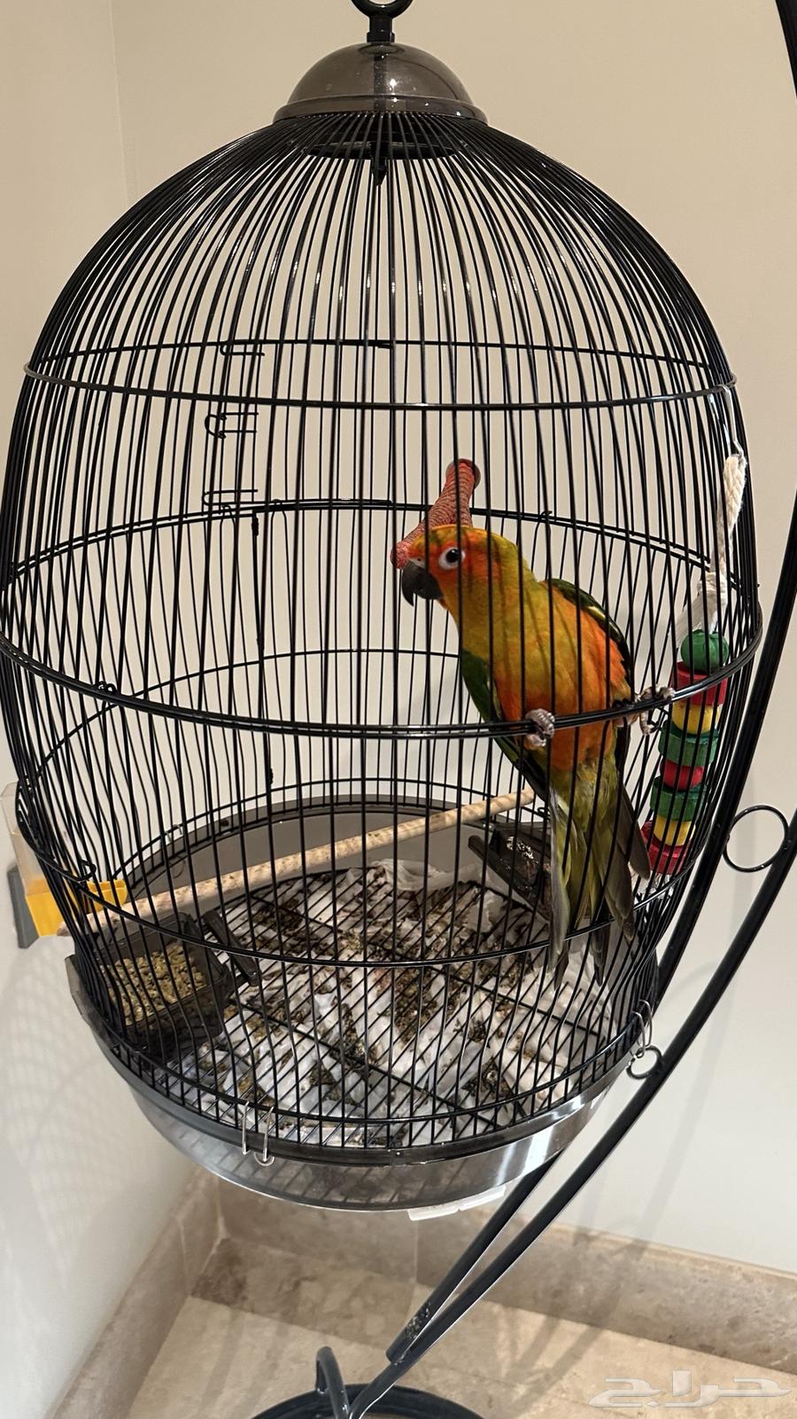 صن كنيور العمر تقريبا 10 اشهر للبيع64417549472001113