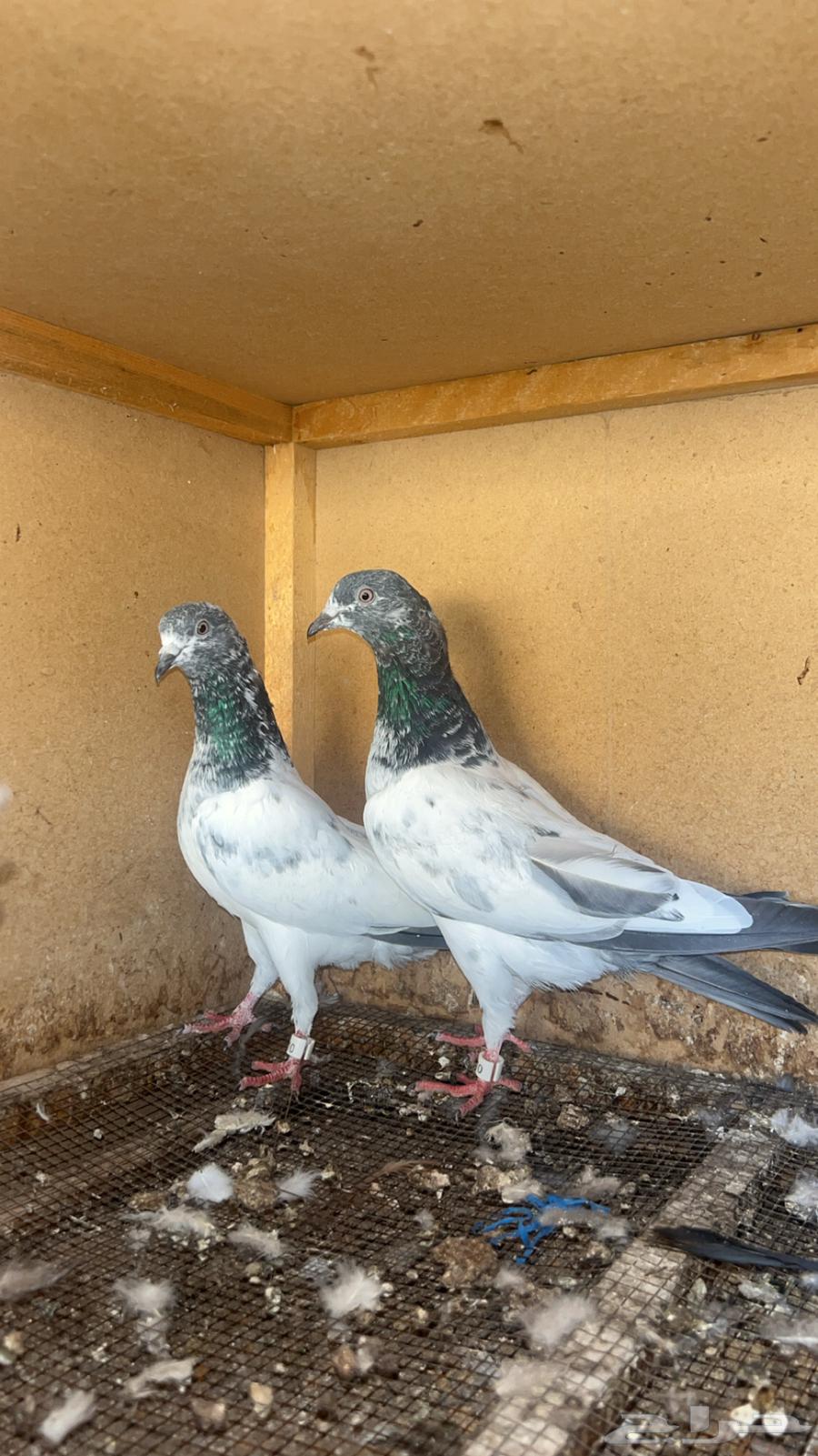 طبات حمام باكستاني للبيع64416623818625112