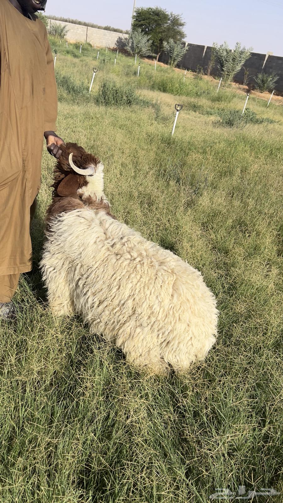 طليان تييوس بلدي نظيف طيبه شرط64418661965697113