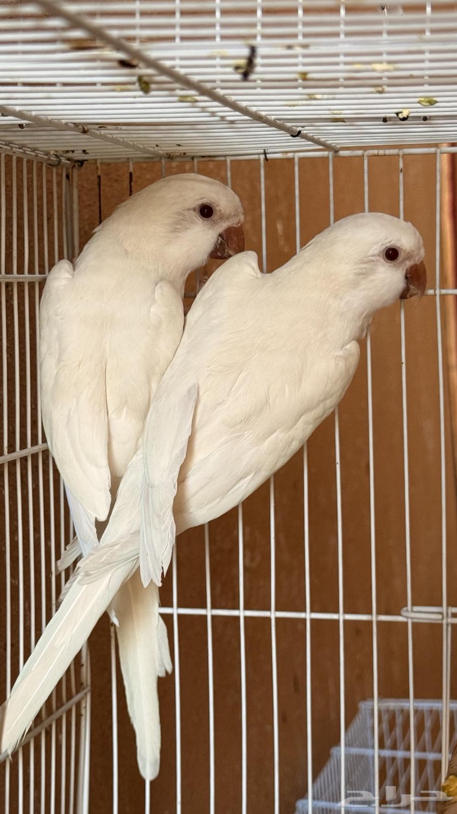 جوز كويكر البينو ماشاءالله64416400318722110